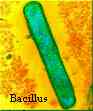 bacillusanthracis.jpg